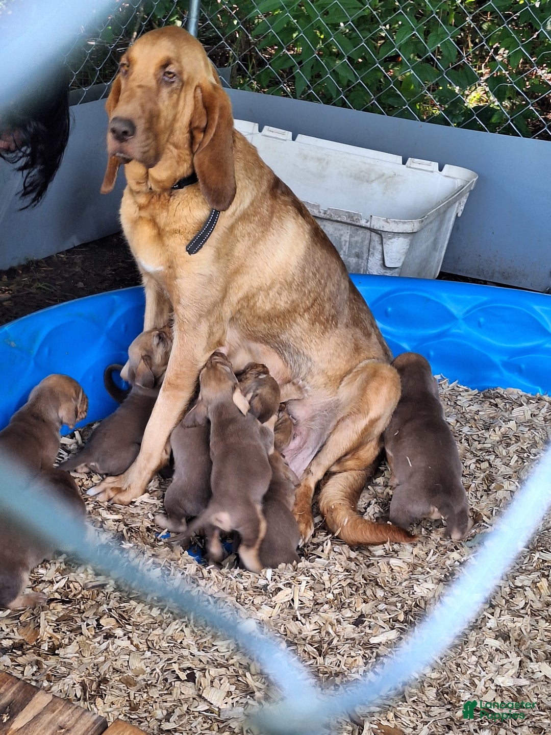 Bloodhound dogs for sale: Red - Image 11