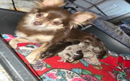 Chihuahua dogs for sale: Long Hair Merle Girl/Green Eyes - Image 6