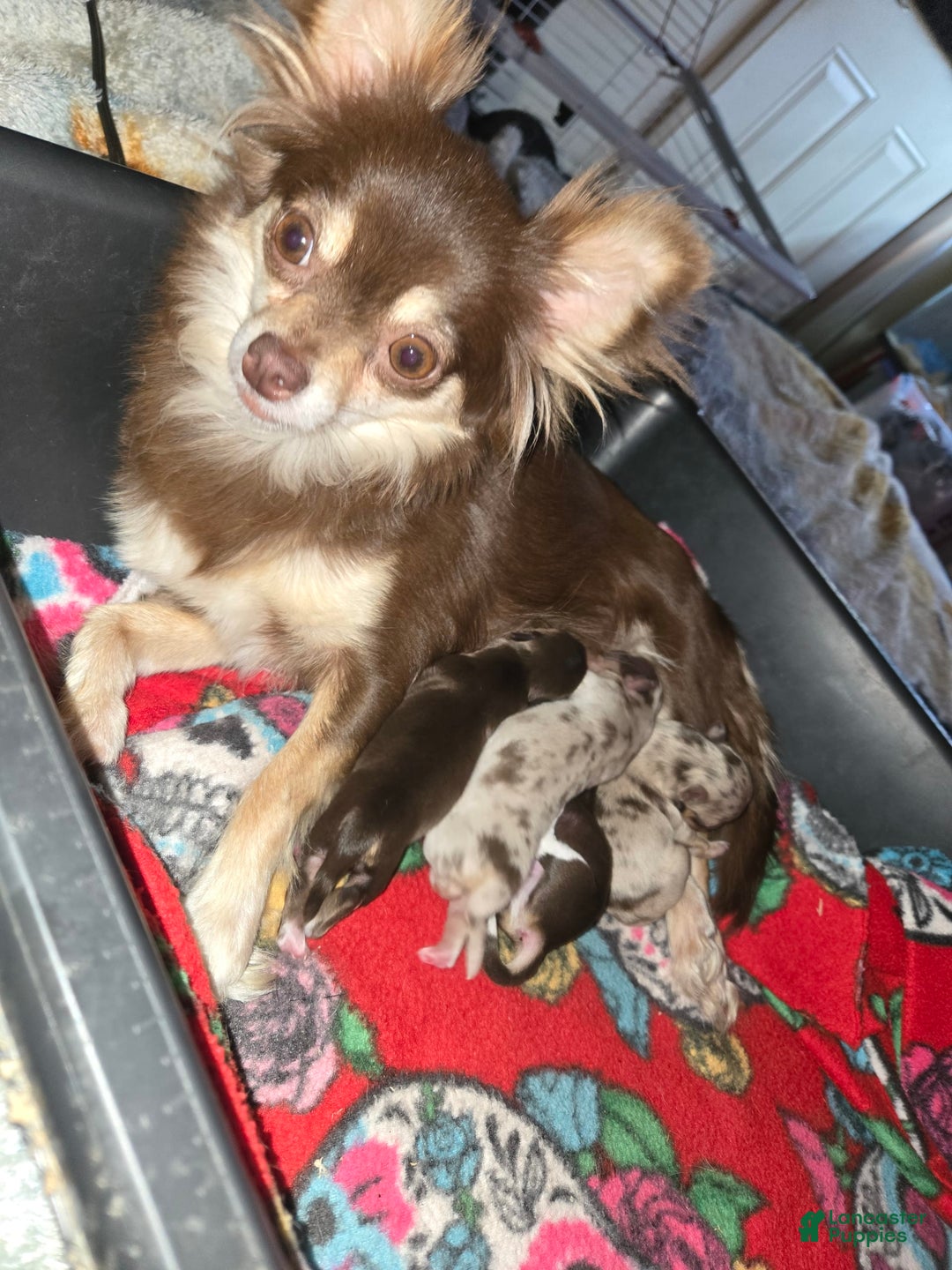 Chihuahua dogs for sale: Long Hair Merle Girl/Green Eyes - Image 6