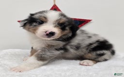 Australian Shepherd dogs for sale: Kane - Image 1