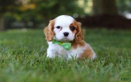 Cavalier King Charles Spaniel dogs for sale: Maverick - Image 6
