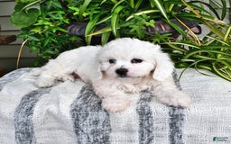 Cavachon dogs for sale: Charlie - Image 1