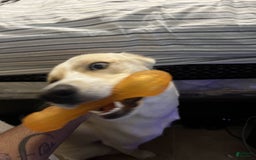 Goberian dogs for sale: Nova - Image 4