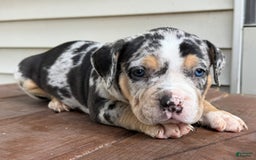 American Bully dogs for sale: Remi - Image 7