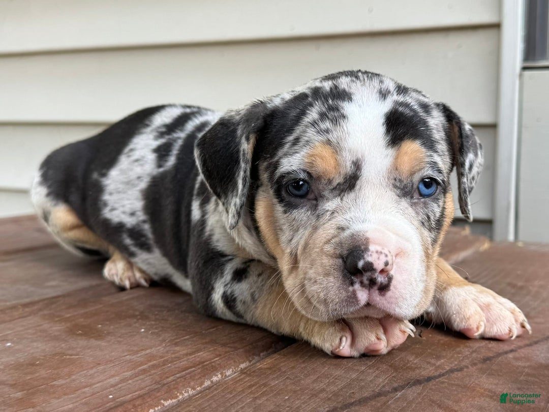 American Bully dogs for sale: Remi - Image 7