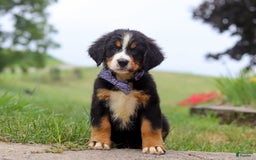 Bernese Mountain Dog dogs for sale: Bernese Mountain Dog 6 puppies - Image 21
