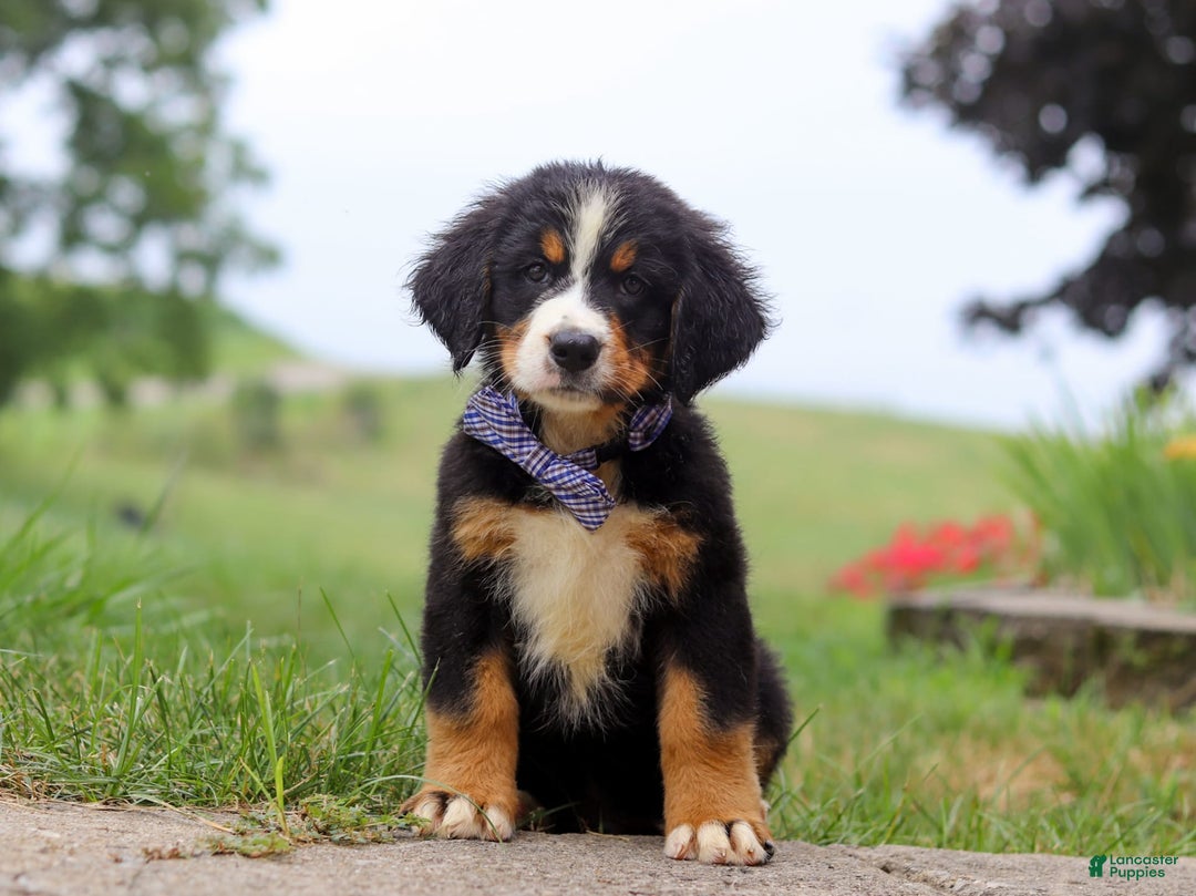 Bernese Mountain Dog dogs for sale: Bernese Mountain Dog 6 puppies - Image 21