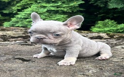 French Bulldog dogs for sale: Gia - Image 4