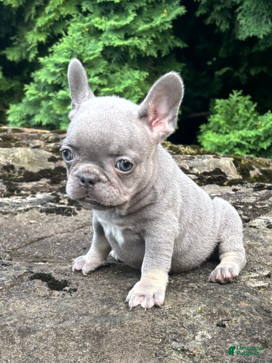 French Bulldog dogs for sale: Gia - Image 4
