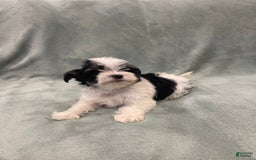 Morkie dogs for sale: Pink - Image 4