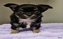 Chihuahua dogs for sale: Mason - Image 1
