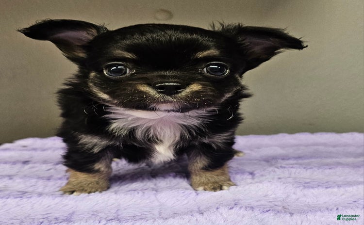 Chihuahua dogs for sale - Ad 1