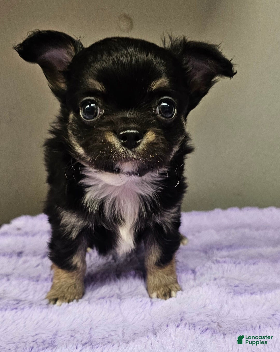 Chihuahua dogs for sale: Mason - Image 1