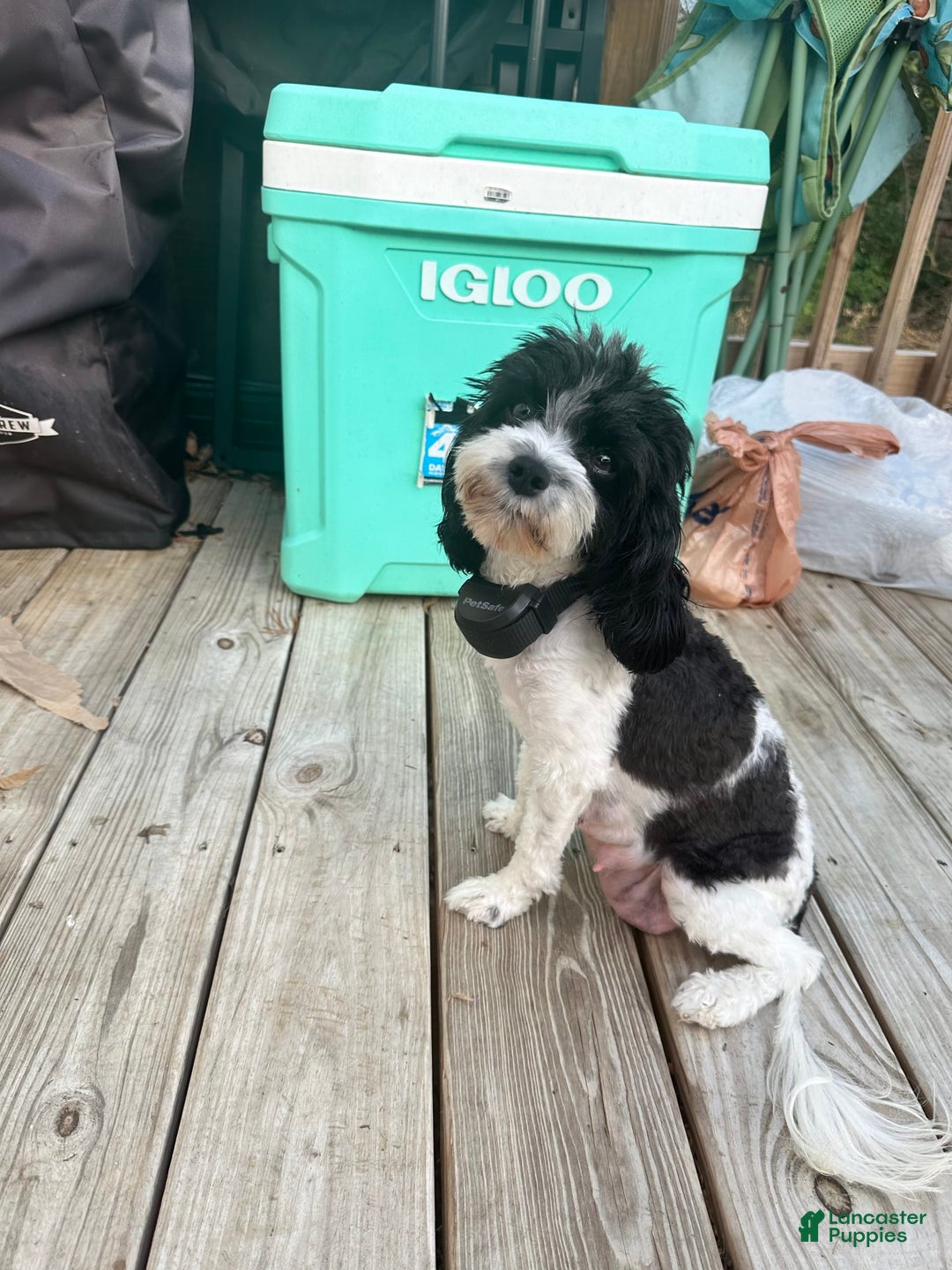 Cavapoo dogs for sale: Buttercup - Image 3