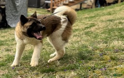 Akita dogs for sale: Nala - Image 6