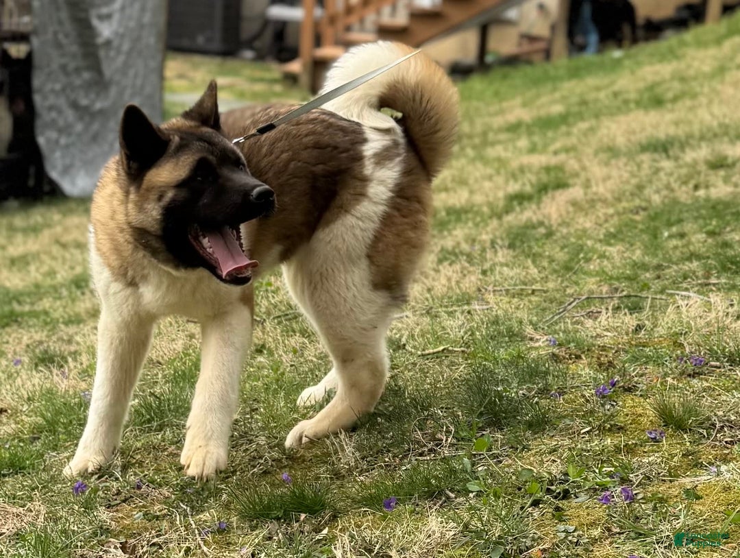 Akita dogs for sale: Nala - Image 6