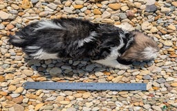 Lhasa Apso dogs for sale: Kodiak - Image 3