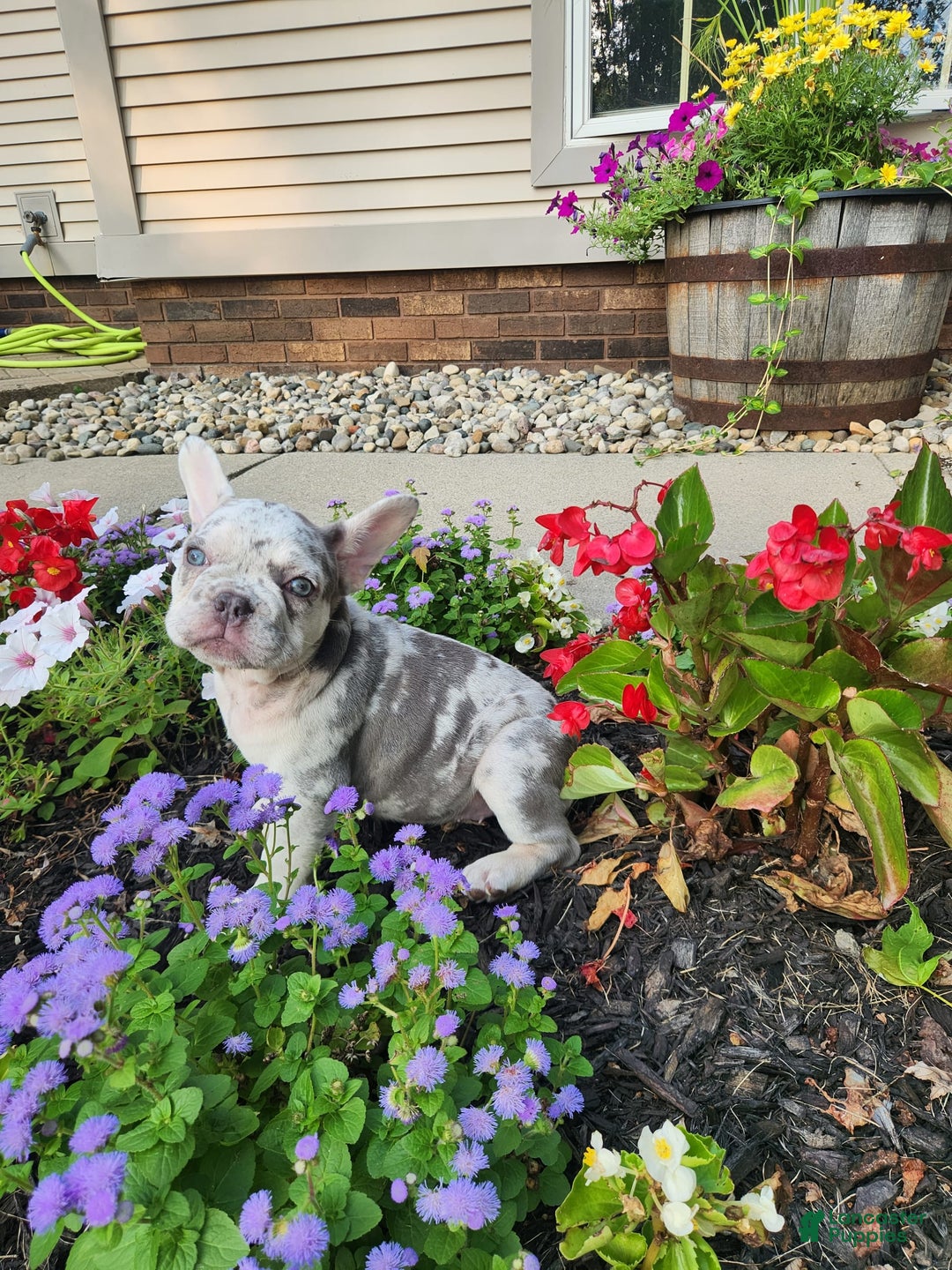 French Bulldog dogs for sale: Charlie - Image 12