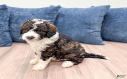 Mini Bernedoodle dogs for sale: Blaze - Image 6