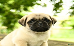 Pug dogs for sale: Jasper - Image 4