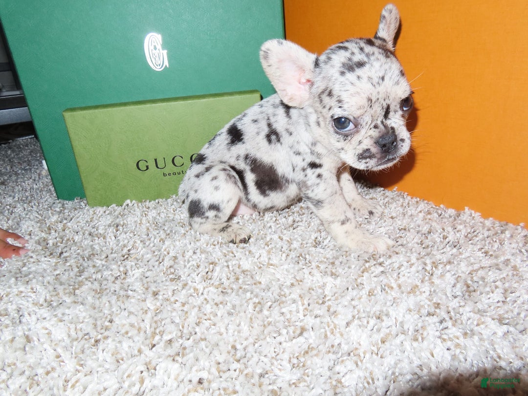 French Bulldog dogs for sale: Milkshake - Image 4