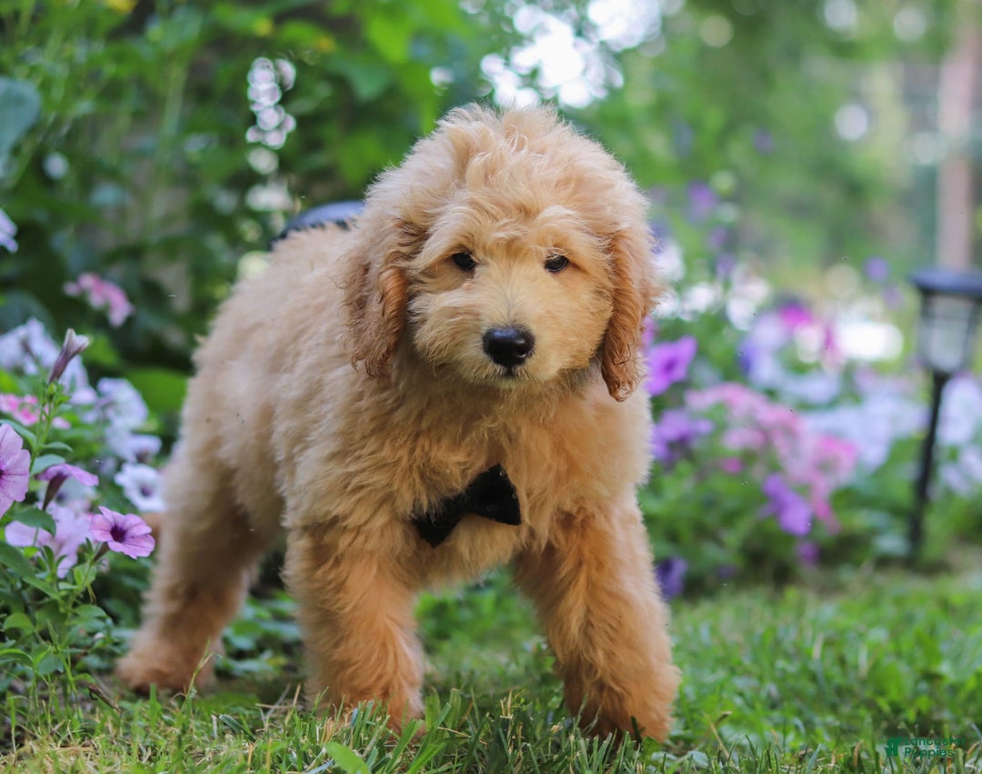  dogs for sale: Mini Goldendoodle 4 puppies - Image 9