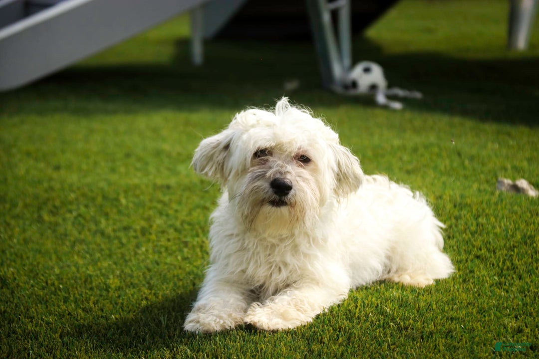 Havanese dogs for sale: Nutmeg - Image 11