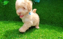 Maltipoo dogs for sale: Angel - Image 2