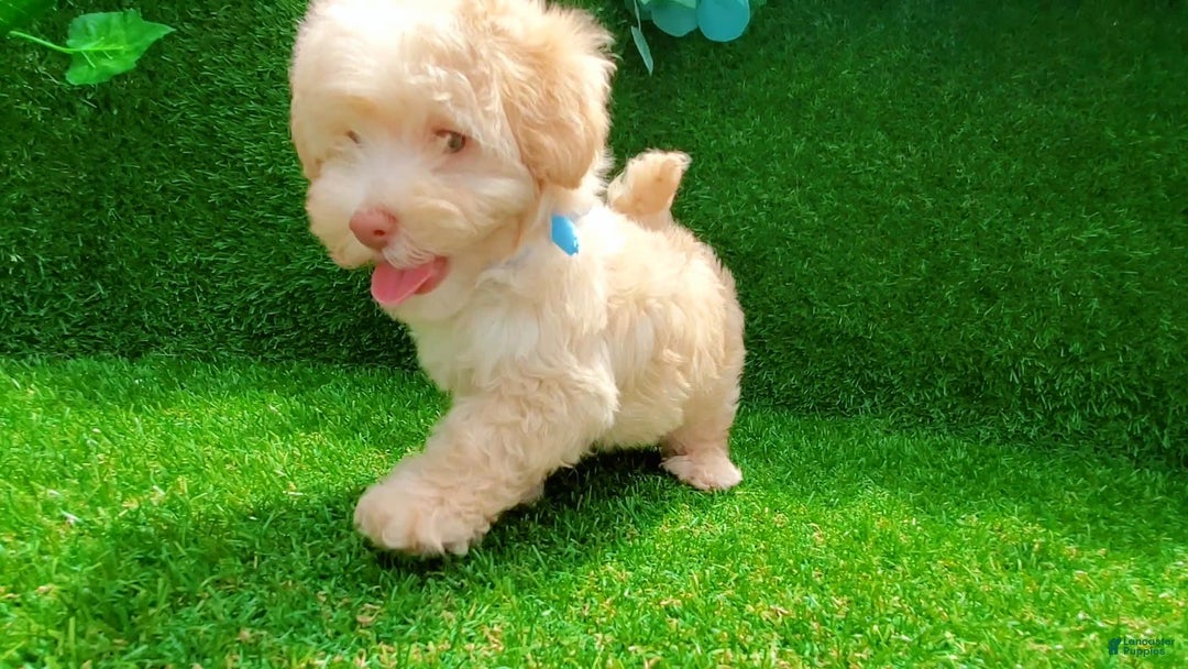 Maltipoo dogs for sale: Angel - Image 2