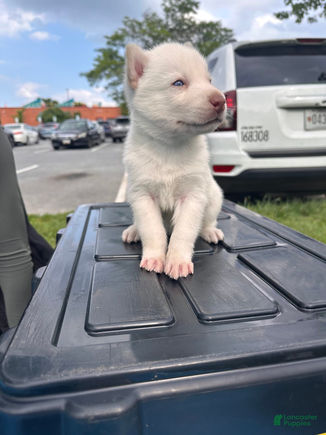 Siberian Husky dogs for sale: Machi - Image 2