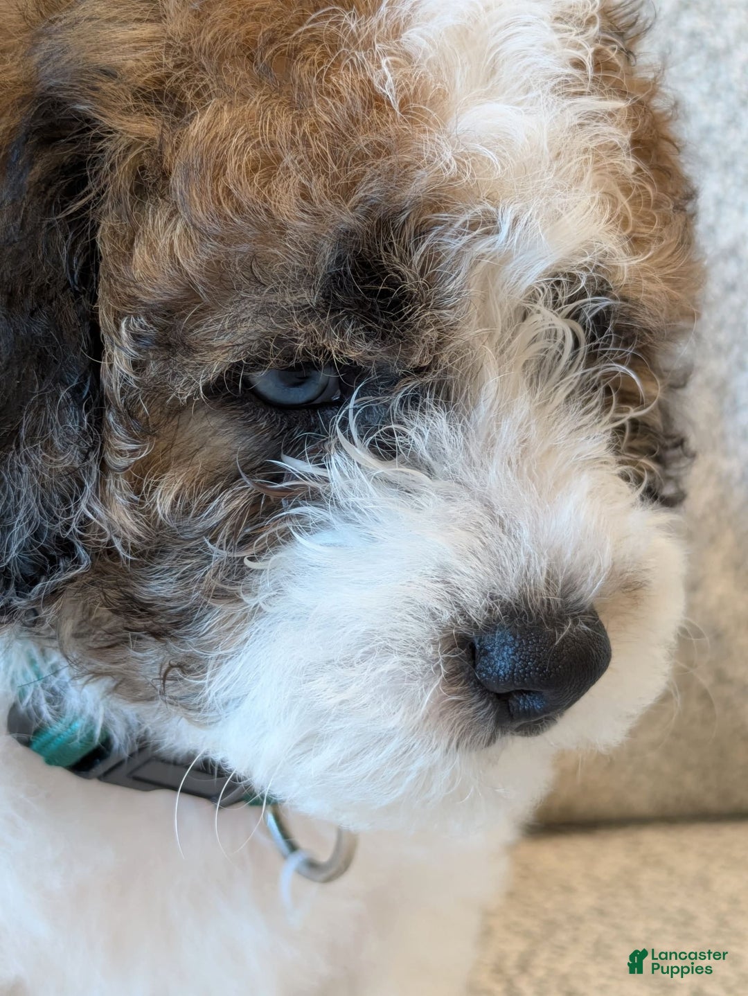 Saint Berdoodles dogs for sale: Roxy Mini Saint Berdoodle - Image 4