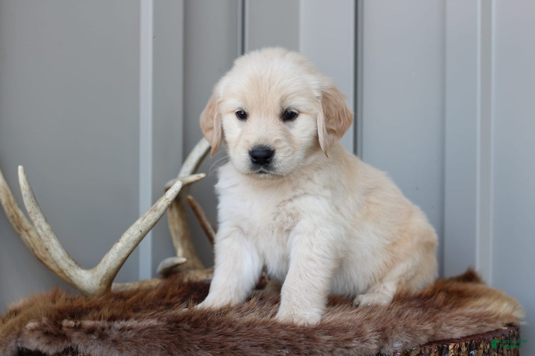 Golden Retriever dogs for sale: Hunter - Image 1