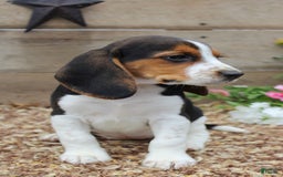 Beagle dogs for sale: Beagle 5 puppies - Image 5