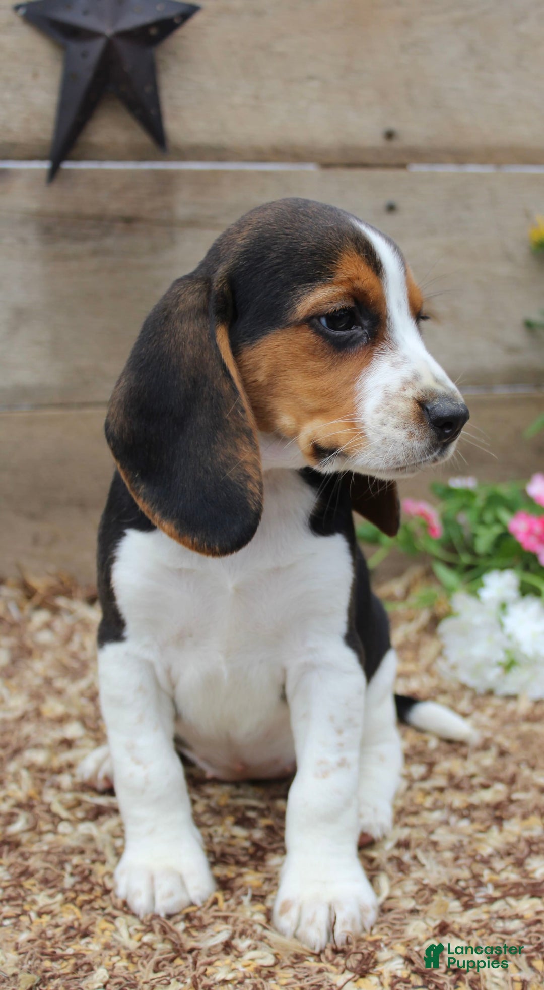 Beagle dogs for sale: Beagle 5 puppies - Image 5