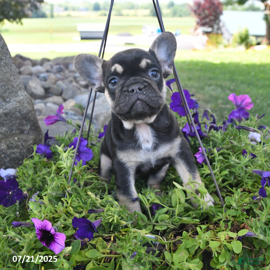 French Bulldog dogs for sale: Falcon - Image 5