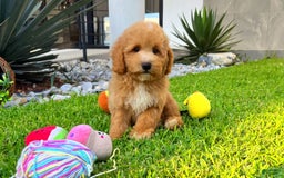 Maltipoo dogs for sale: Chopin - Image 2