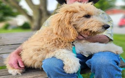 Great Pyrenees dogs for sale: Pyredoodle Fb - Image 9