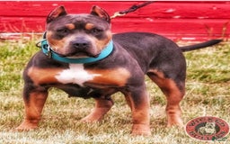 American Bully dogs for sale: Lilac Tri Male - Image 2