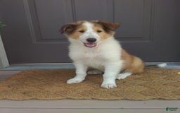Collie dogs for sale: Dolly - Image 4
