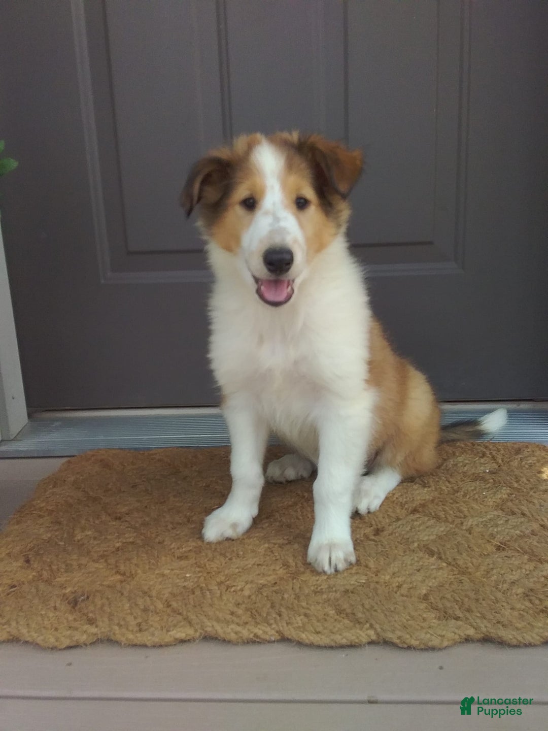 Collie dogs for sale: Dolly - Image 4