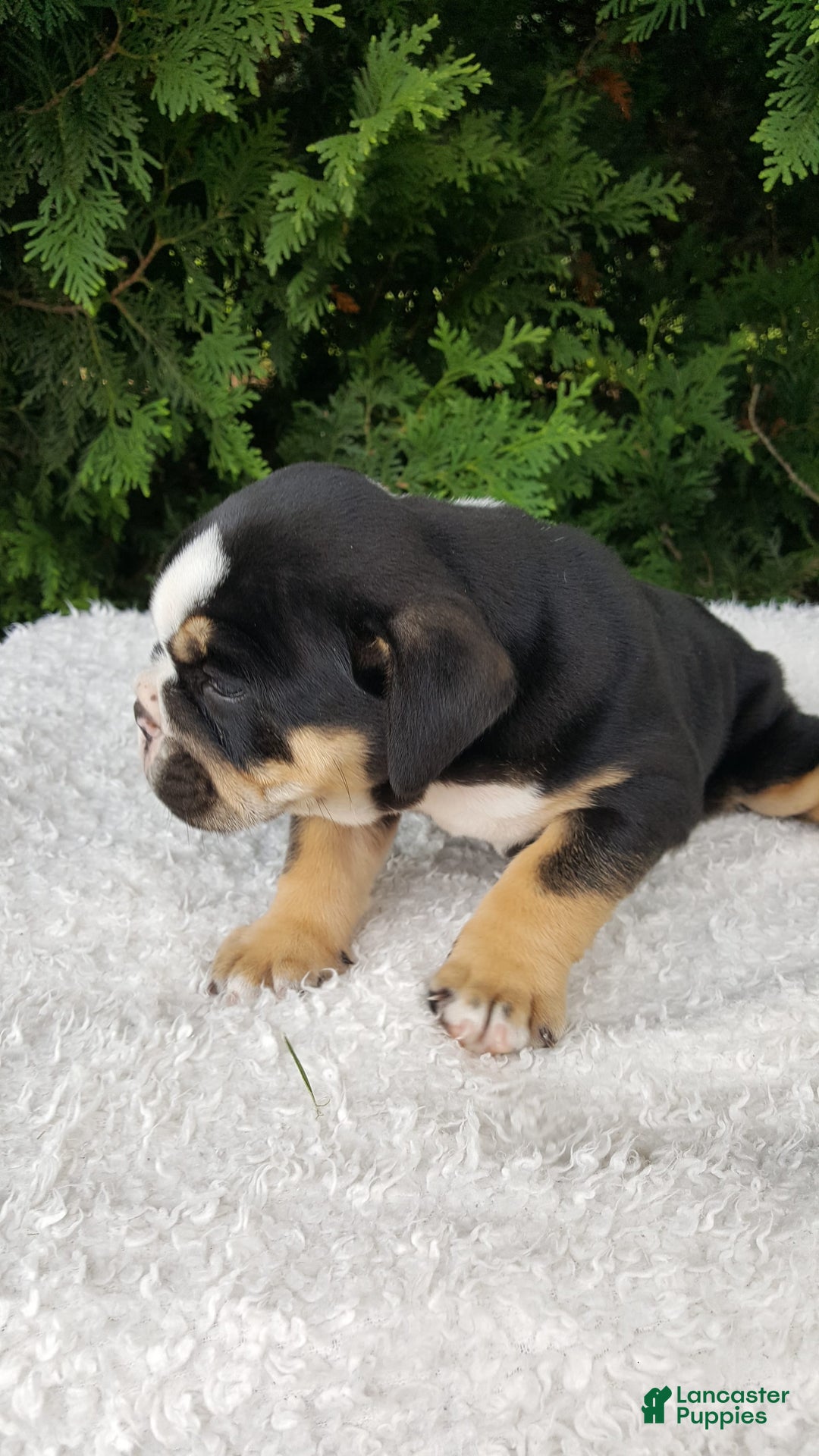 English Bulldog dogs for sale: Sage - Image 6