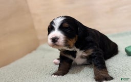 Bernedoodle dogs for sale: Prudence - Image 7