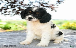 Cavapoo dogs for sale: Lucky - Image 2
