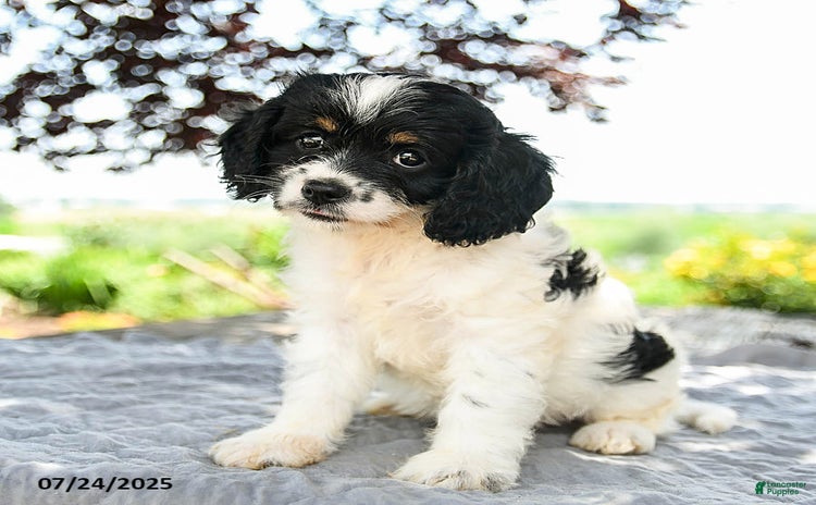 Cavapoo dogs for sale - Ad 2