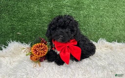 Toy Poodle dogs for sale: Louis - Image 3