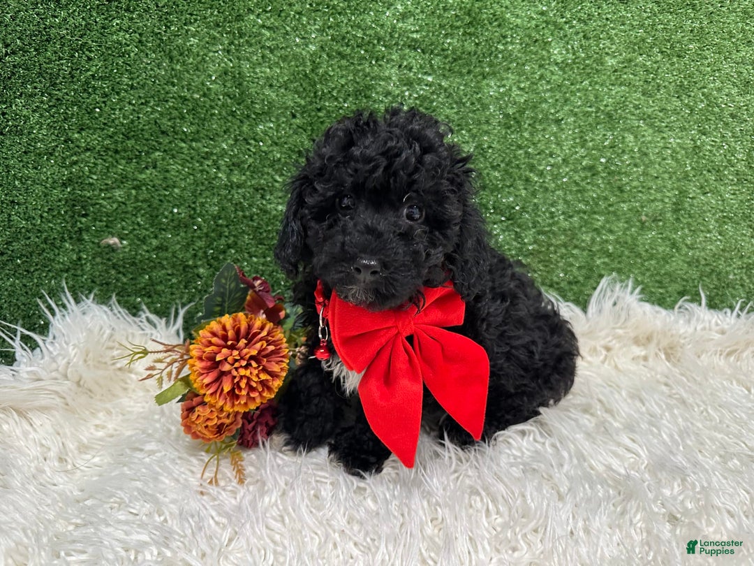 Toy Poodle dogs for sale: Louis - Image 3