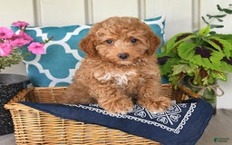 Miniature Poodle dogs for sale: Flash - Image 2