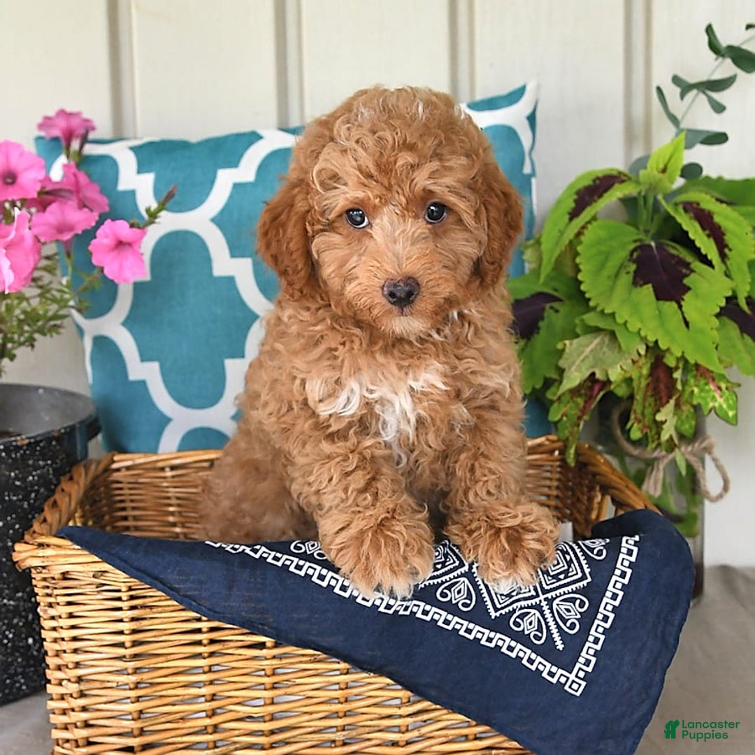 Miniature Poodle dogs for sale: Flash - Image 2