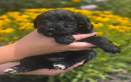 Goldendoodle dogs for sale: Skye - Image 4