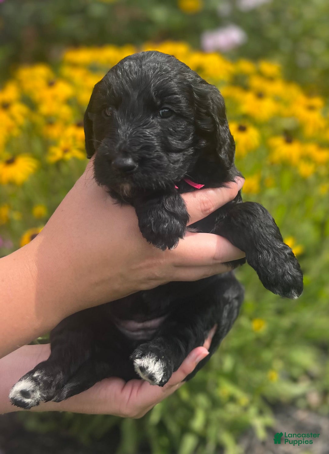 Goldendoodle dogs for sale: Skye - Image 4
